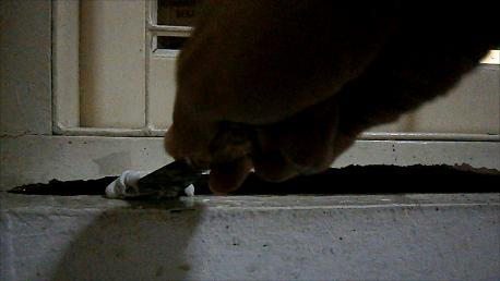 Mengoleskan Campuran DEMP-X ke Lubang Kusen Jendela